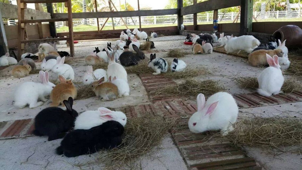 10872884_369105126547562_957459934345014254_o